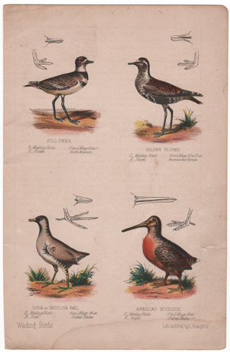 Wading Birds